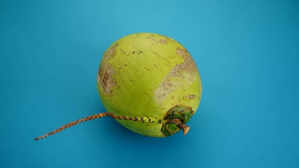 Buah Kelapa min