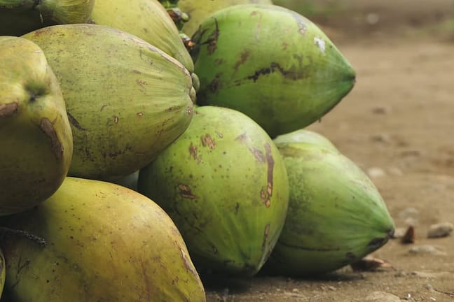 Jenis Kelapa di Indonesia kelapa hijau