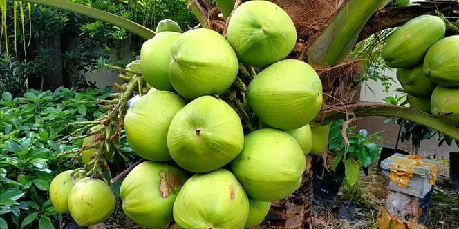 Jenis Kelapa di Indonesia kelapa pandan wangi